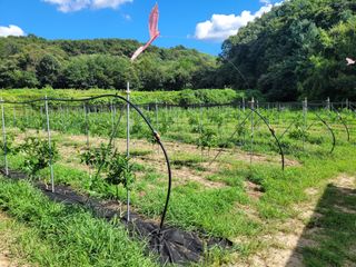 속리산정이품농원님의 기타작물 · 영농일지 작성글 사진