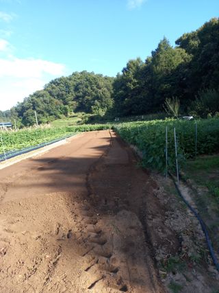 박수웅 님의 마늘 · 영농일지 작성글 사진