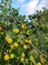 팜모닝 기타작물·병해충상담 게시글 이미지