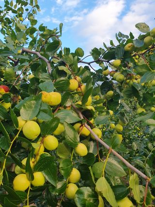 최동수님의 기타작물 · 병해충상담 작성글 사진