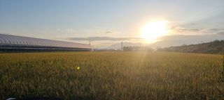 샤인머스마님의 양파 · 영농일지 작성글 사진