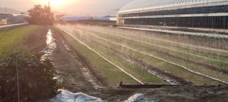 샤인머스마님의 양파 · 영농일지 작성글 사진