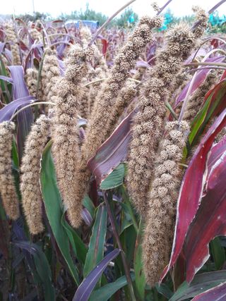 KYGE428님의 기타작물 · 영농일지 작성글 사진