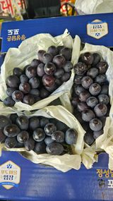 팜모닝 포도·영농일지 게시글 이미지