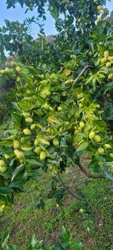 팜모닝 기타작물·병해충상담 게시글 이미지