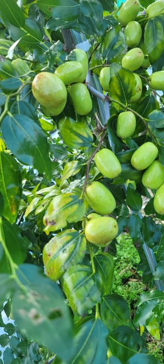 대추님의 기타작물 · 병해충상담 작성글 사진