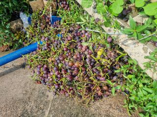 노강님의 포도 · 영농일지 작성글 사진