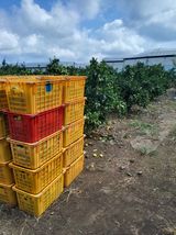 팜모닝 귤·영농일지 게시글 이미지