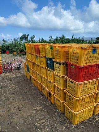 문광석님의 귤 · 영농일지 작성글 사진