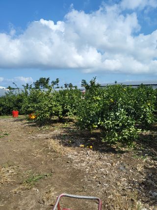 문광석님의 귤 · 영농일지 작성글 사진