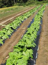 팜모닝 배추·영농일지 게시글 이미지