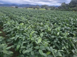 서명석님의 들깨 · 영농일지 작성글 사진