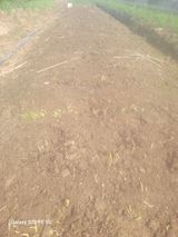 팜모닝 들깨·영농일지 게시글 이미지