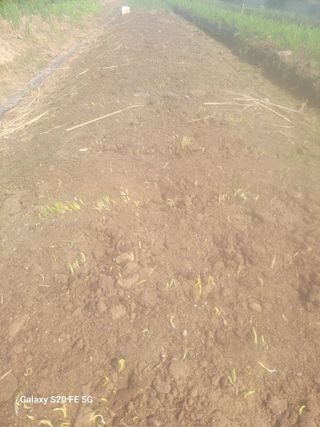 박위병님의 들깨 · 영농일지 작성글 사진