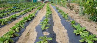 윤재식님의 더운 가을, 농사 괜찮으신가요? · 참여글 작성글 사진