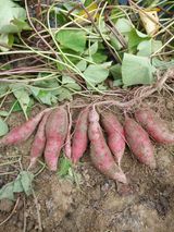 팜모닝 고구마·영농일지 게시글 이미지