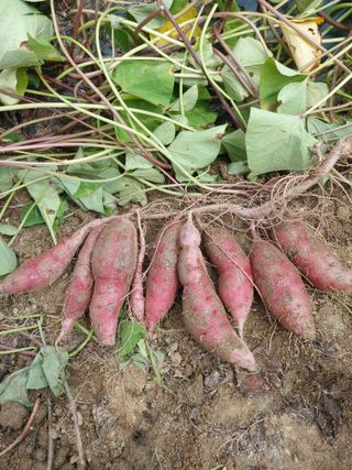 매실9654님의 고구마 · 영농일지 작성글 사진