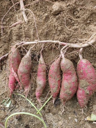 매실9654님의 고구마 · 영농일지 작성글 사진