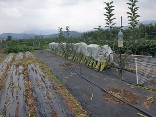 자인면 박덕상님의 토마토 · 일상 작성글 사진