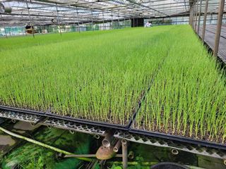 청운농원육묘장님의 양파 · 영농일지 작성글 사진