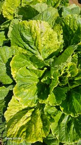 팜모닝 배추·병해충상담 게시글 이미지