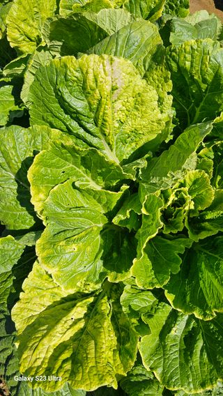 최재원님의 배추 · 병해충상담 작성글 사진