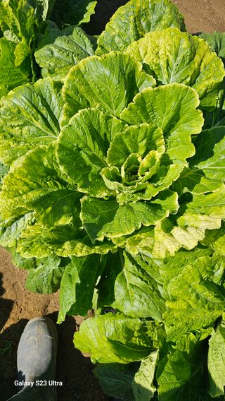 최재원님의 배추 · 병해충상담 작성글 사진