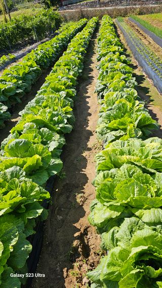 최재원님의 배추 · 병해충상담 작성글 사진