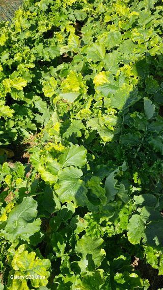 최재원님의 배추 · 병해충상담 작성글 사진