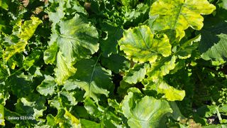 최재원님의 배추 · 병해충상담 작성글 사진