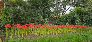 삼례텃밭지기님의 자유주제 · 자유게시판 작성글 사진