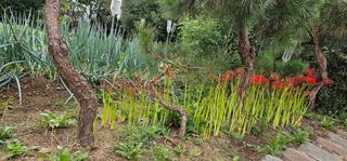 삼례텃밭지기님의 자유주제 · 자유게시판 작성글 사진