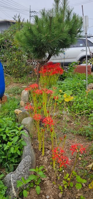 삼례텃밭지기님의 자유주제 · 자유게시판 작성글 사진