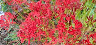 삼례텃밭지기님의 자유주제 · 자유게시판 작성글 사진