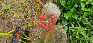 삼례텃밭지기님의 자유주제 · 자유게시판 작성글 사진