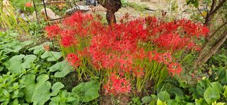 삼례텃밭지기님의 자유주제 · 자유게시판 작성글 사진