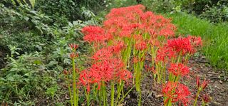 삼례텃밭지기님의 자유주제 · 자유게시판 작성글 사진