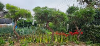 삼례텃밭지기님의 자유주제 · 자유게시판 작성글 사진