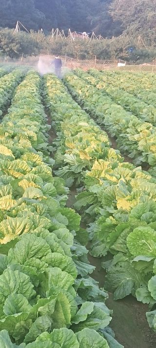 규수김님의 자유주제 · 자유게시판 작성글 사진