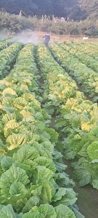 규수김님의 자유주제 · 자유게시판 작성글 사진