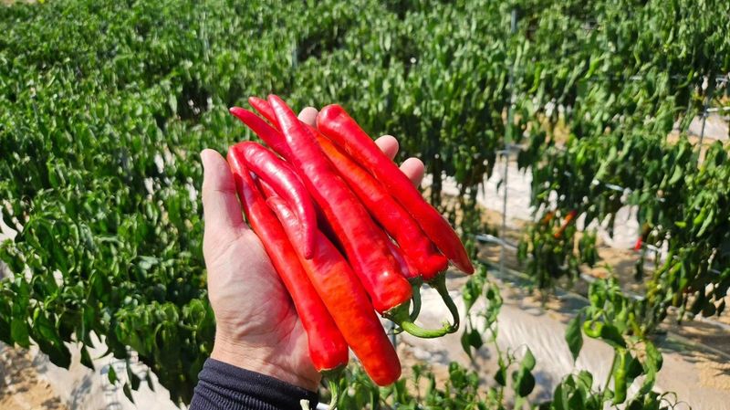 교보생명전용식님의 장터 판매 상품 [24년도 햇고추가루 1근 600g 5근 부터는 택배비 무료 입니다 010-9985-7700 전화 주문 환영합니다.] 첨부 사진