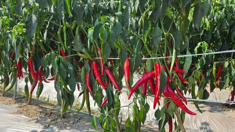 교보생명전용식님의 장터 판매 상품 [24년도 햇고추가루 1근 600g 5근 부터는 택배비 무료 입니다 010-9985-7700 전화 주문 환영합니다.] 첨부 사진