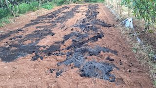 이규상님의 배추 · 영농일지 작성글 사진