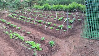 이규상님의 배추 · 영농일지 작성글 사진