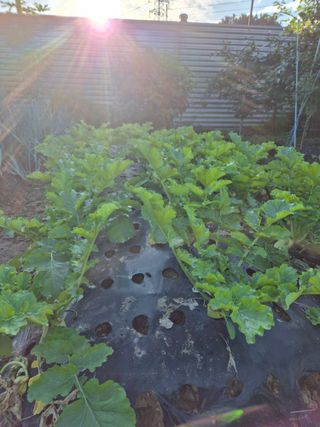 피알농부님의 기타작물 · 영농일지 작성글 사진