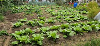 삼례텃밭지기님의 더운 가을, 농사 괜찮으신가요? · 참여글 작성글 사진