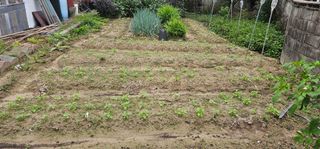 삼례텃밭지기님의 더운 가을, 농사 괜찮으신가요? · 참여글 작성글 사진