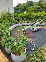 팜모닝 블루베리·영농일지 게시글 이미지