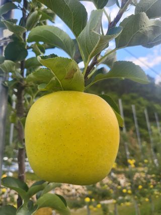 하늘아래사과나무님의 작성글 사진