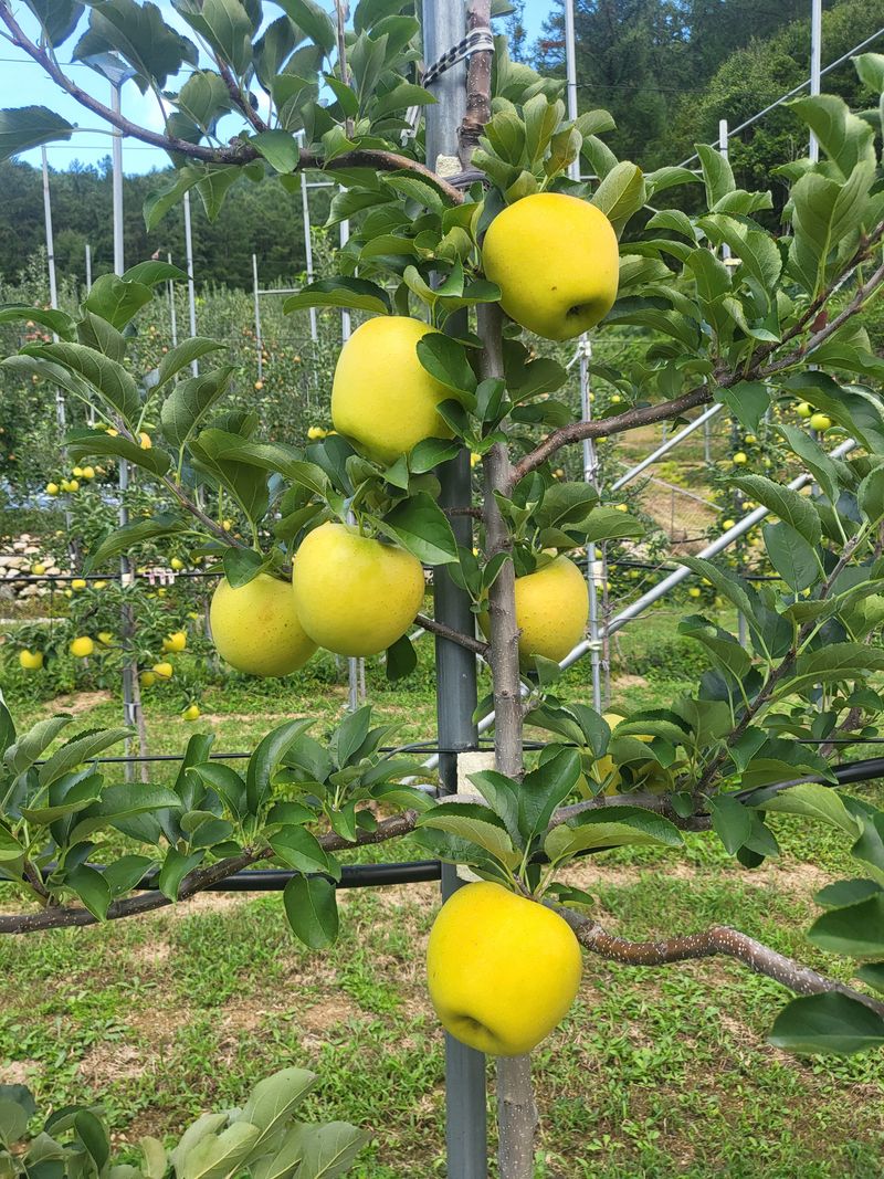 하늘아래사과나무님의 장터 판매 상품 [25년 황금사과 정품 가정용 시나노골드 ] 첨부 사진